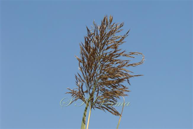  Inflorescence